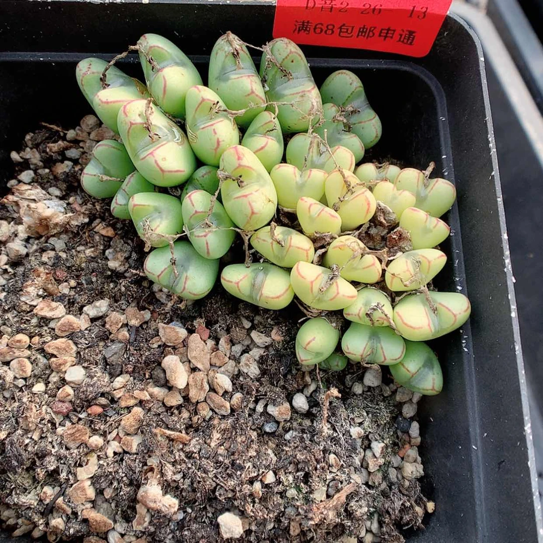 【闪购商品】2-26-13 组合1盆 45