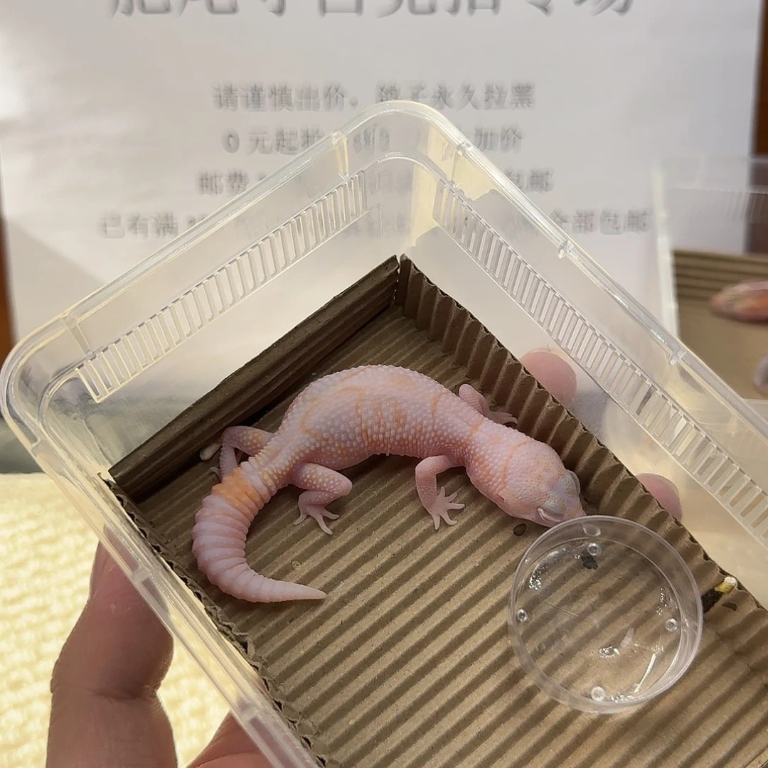 肥尾守宫花瓶奶红眼 妹妹