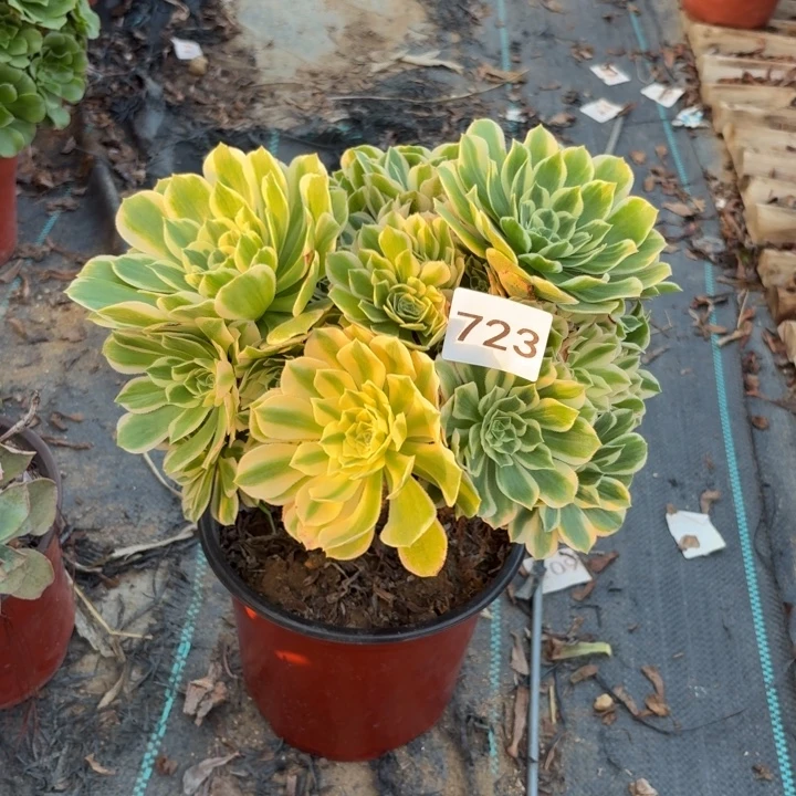 艳宁多肉植物不包损723瑕疵