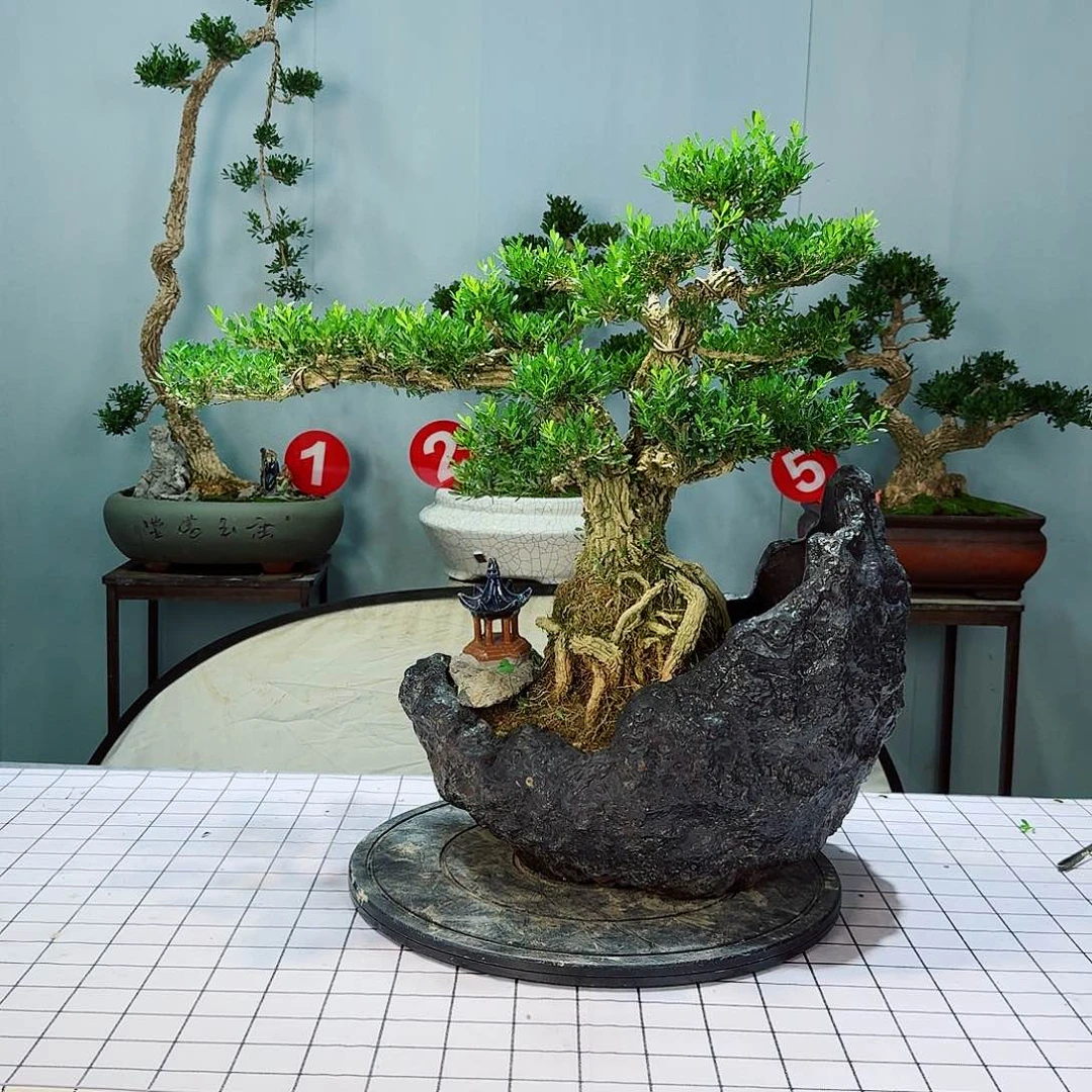 木*子广东皱皮雀舌黄杨