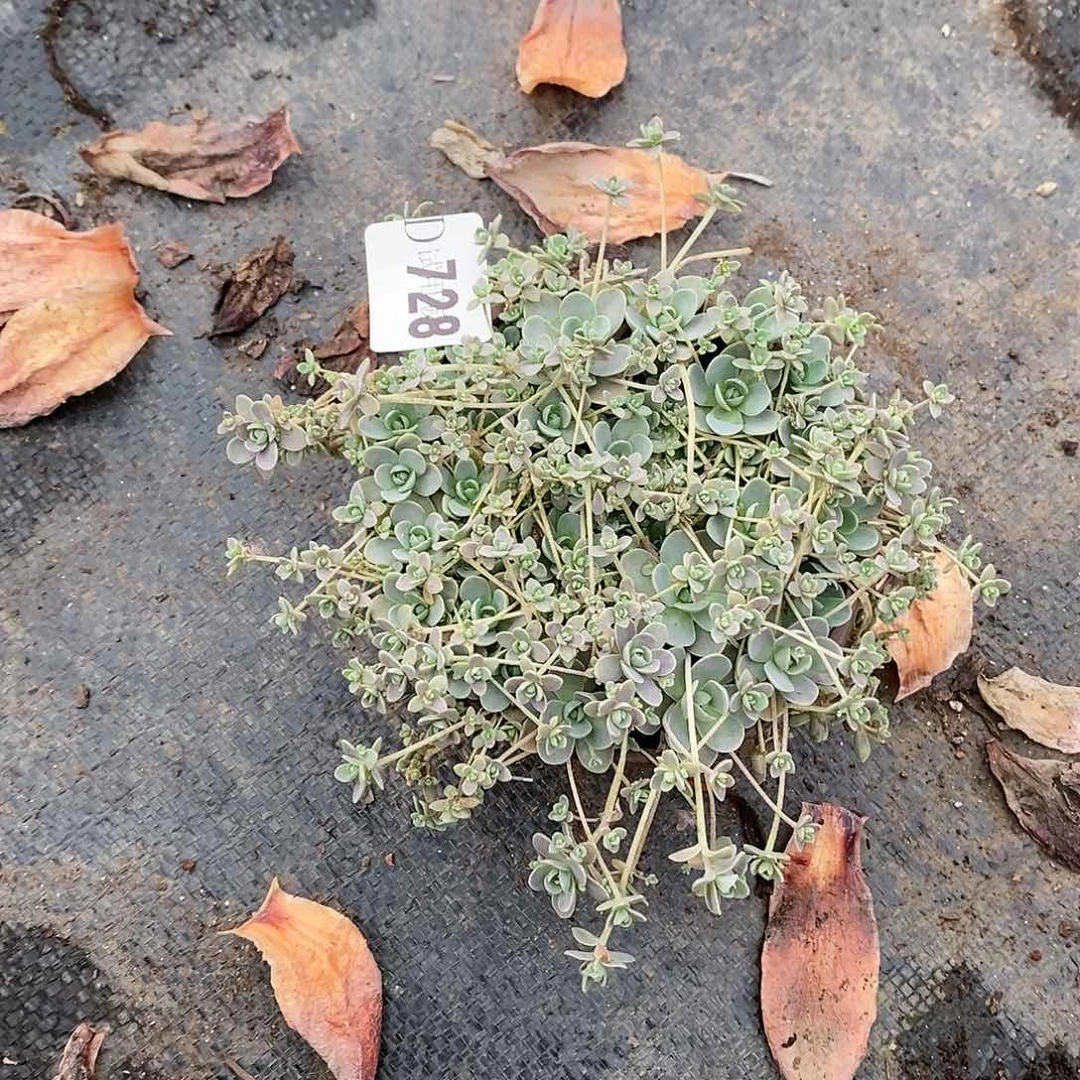 流*飞728子持莲花多肉植物