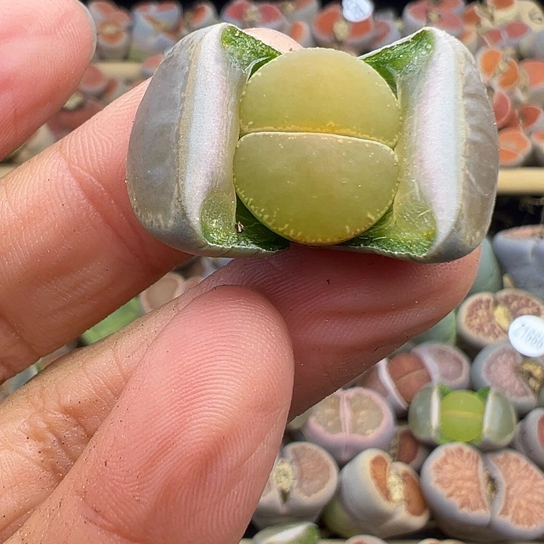 1682岛田C153福利炸