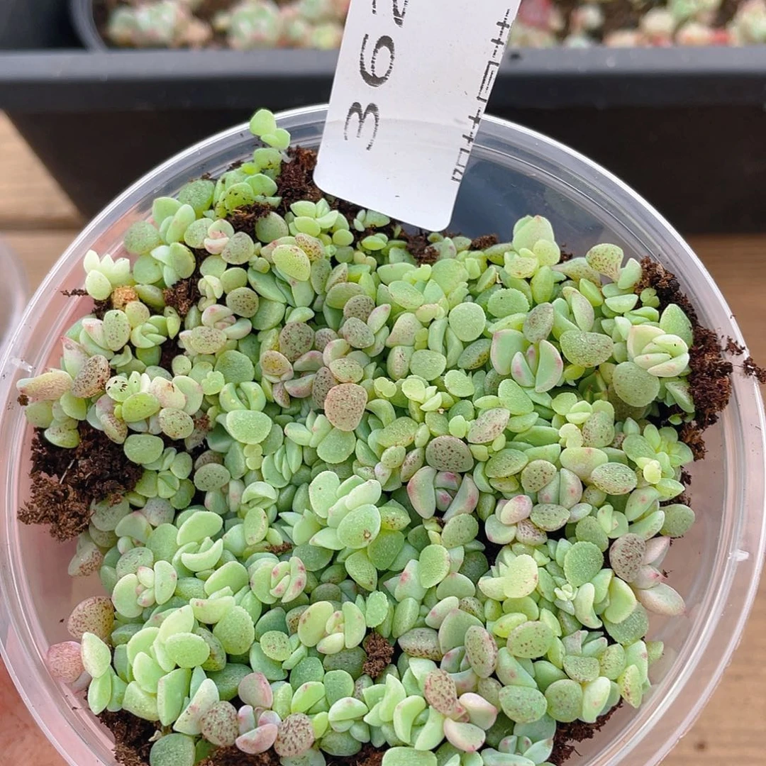 书***书多肉植物多肉植物362