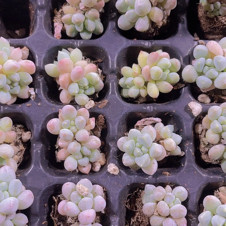 精品奶糖多肉植物