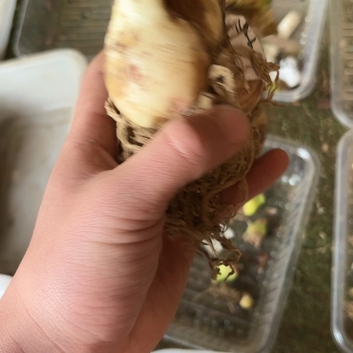 完全开放紫艳坨子
