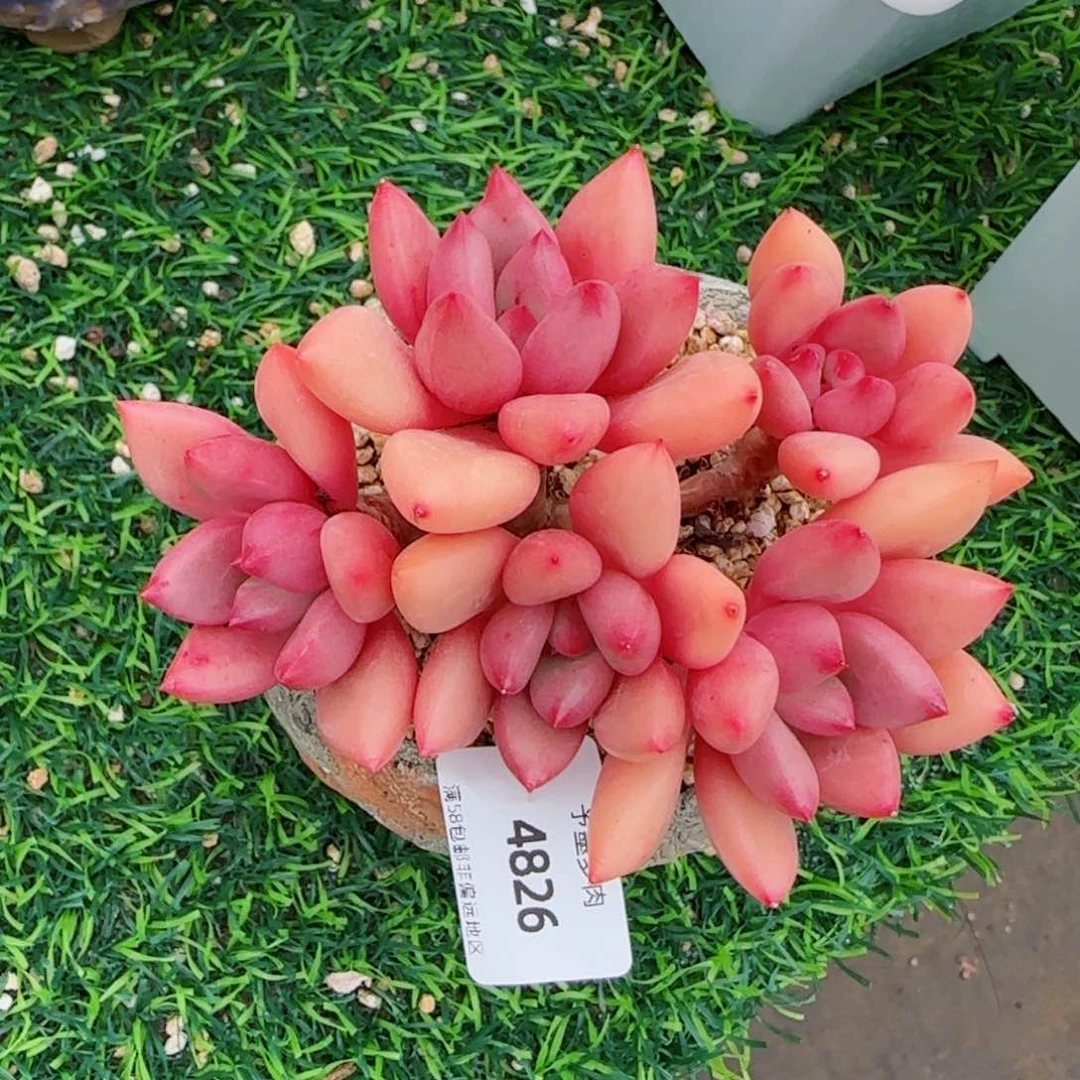 桃花源无砍，4826多肉植物