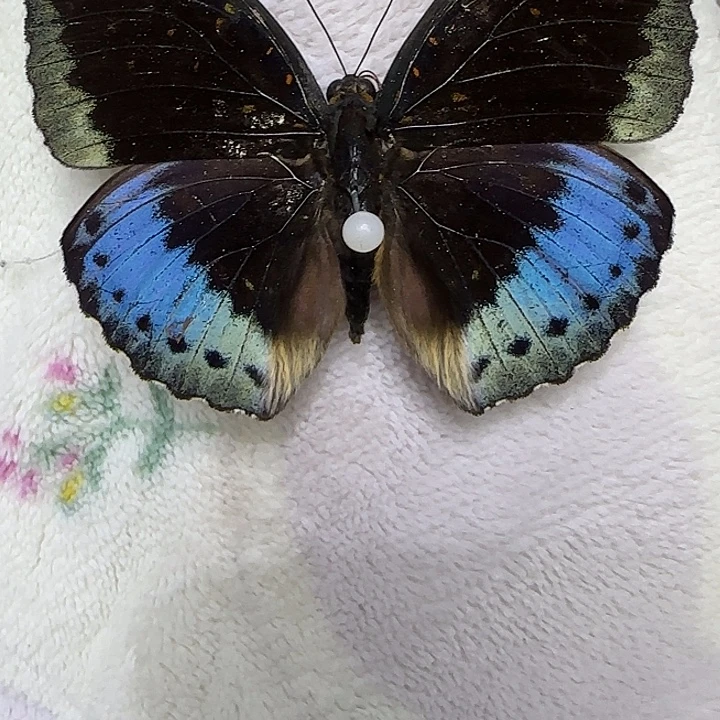 R***l小豹绿蛱蝶蝴蝶标本瑕疵