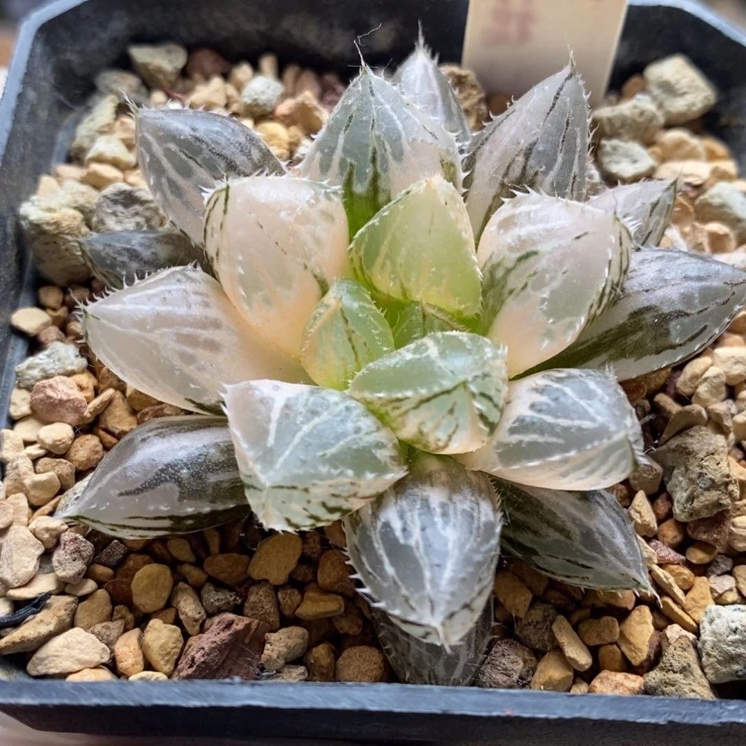 303号楼兰玉露锦带盆