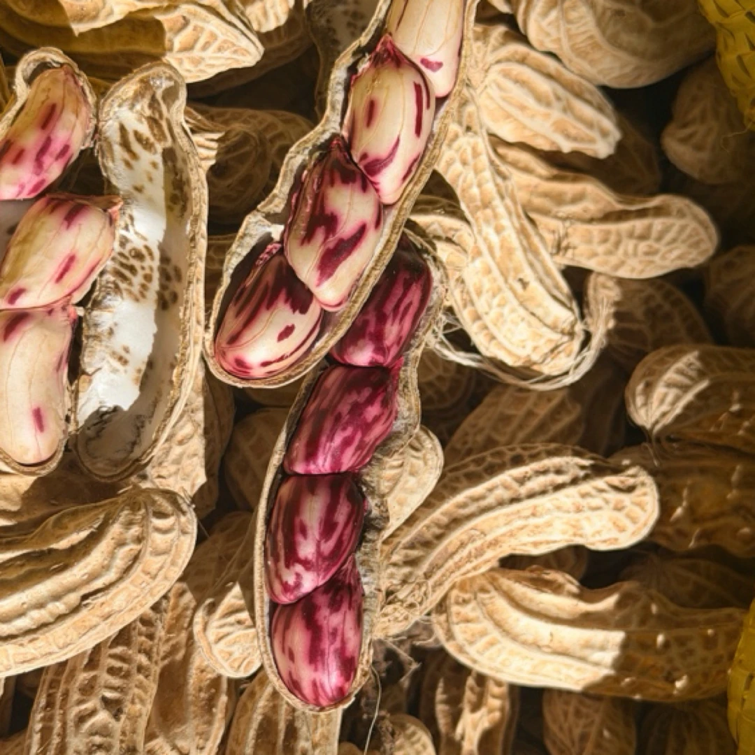 云南七彩花生带壳新鲜晒干生花生颗粒饱满营养坚果花生