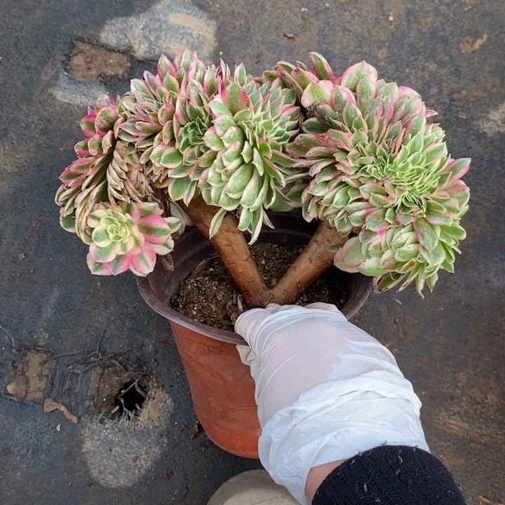 倾城缀55多肉植物法师法师