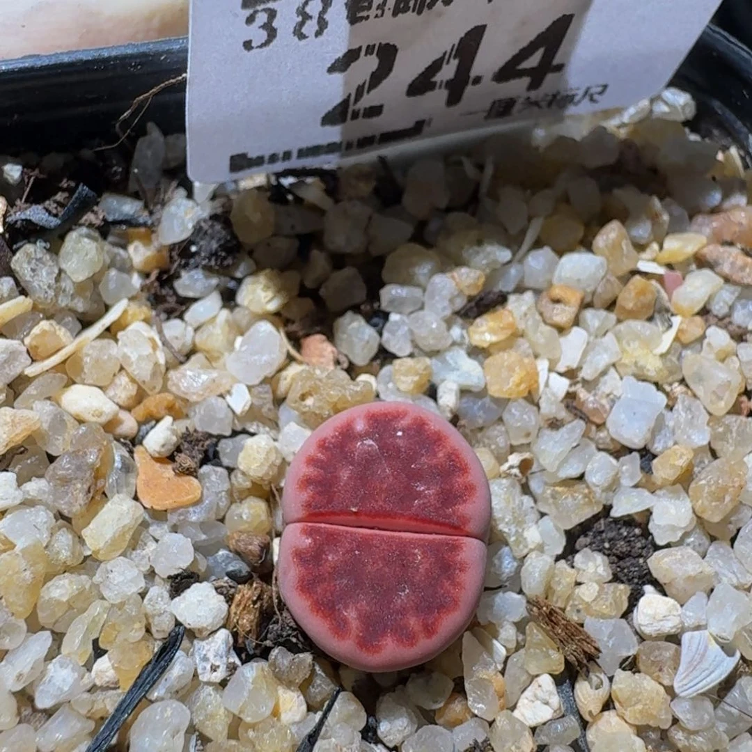 zzzz精品生石花244