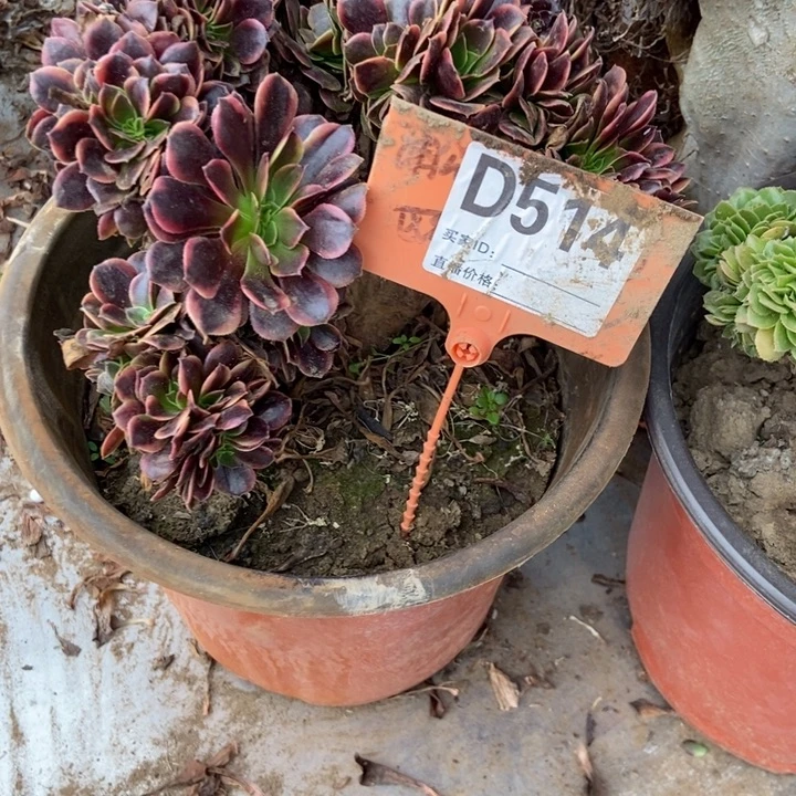 用***1D514欧嘉莉欧嘉莉欧嘉莉