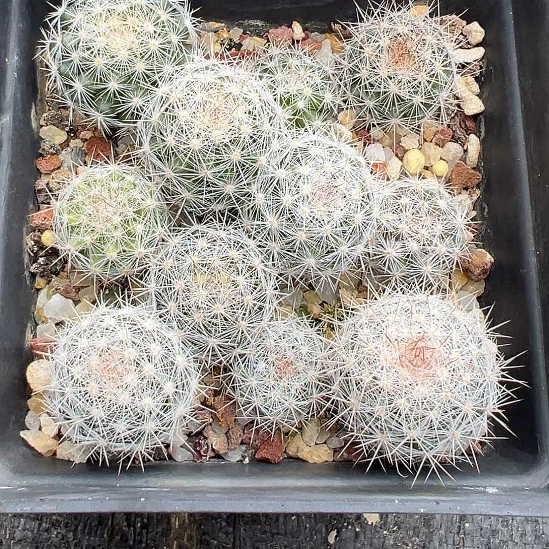6212 十一颗清货满 39 包邮非偏远，裸根发货
