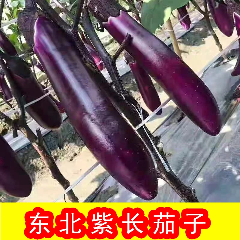 东北茄子新鲜黑嫩紫长茄子蒜茄子烧烤自种现摘蔬菜5斤