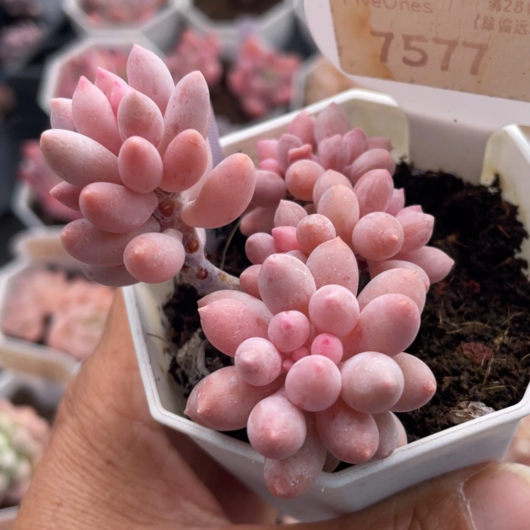 婴儿手指7577-5.5厘米