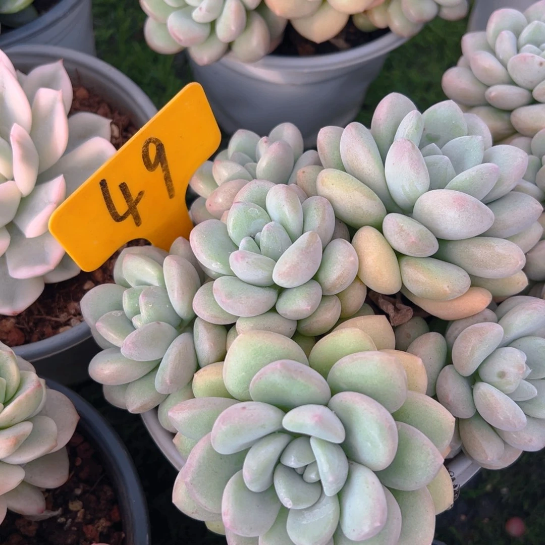 福利来啦打榜啦打榜啦打