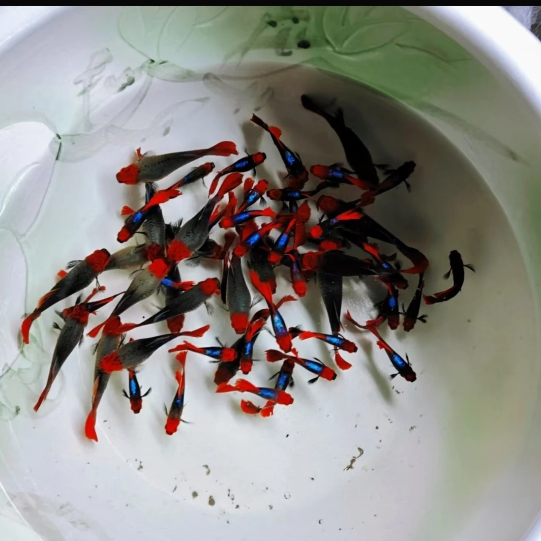 高端观赏鱼 精神深海蓝贵族孔雀鱼 黑金红头小红帽(入缸后不包损)