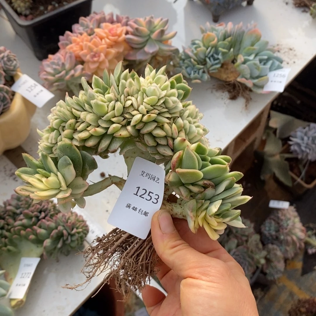 青柠锦缀化多肉多肉253