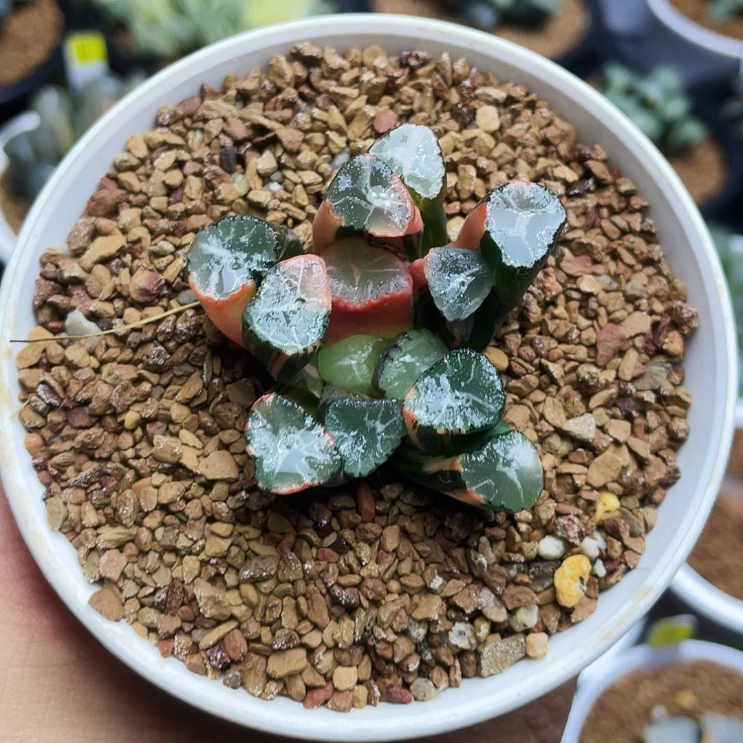 蜘蛛之巢万象锦十二卷