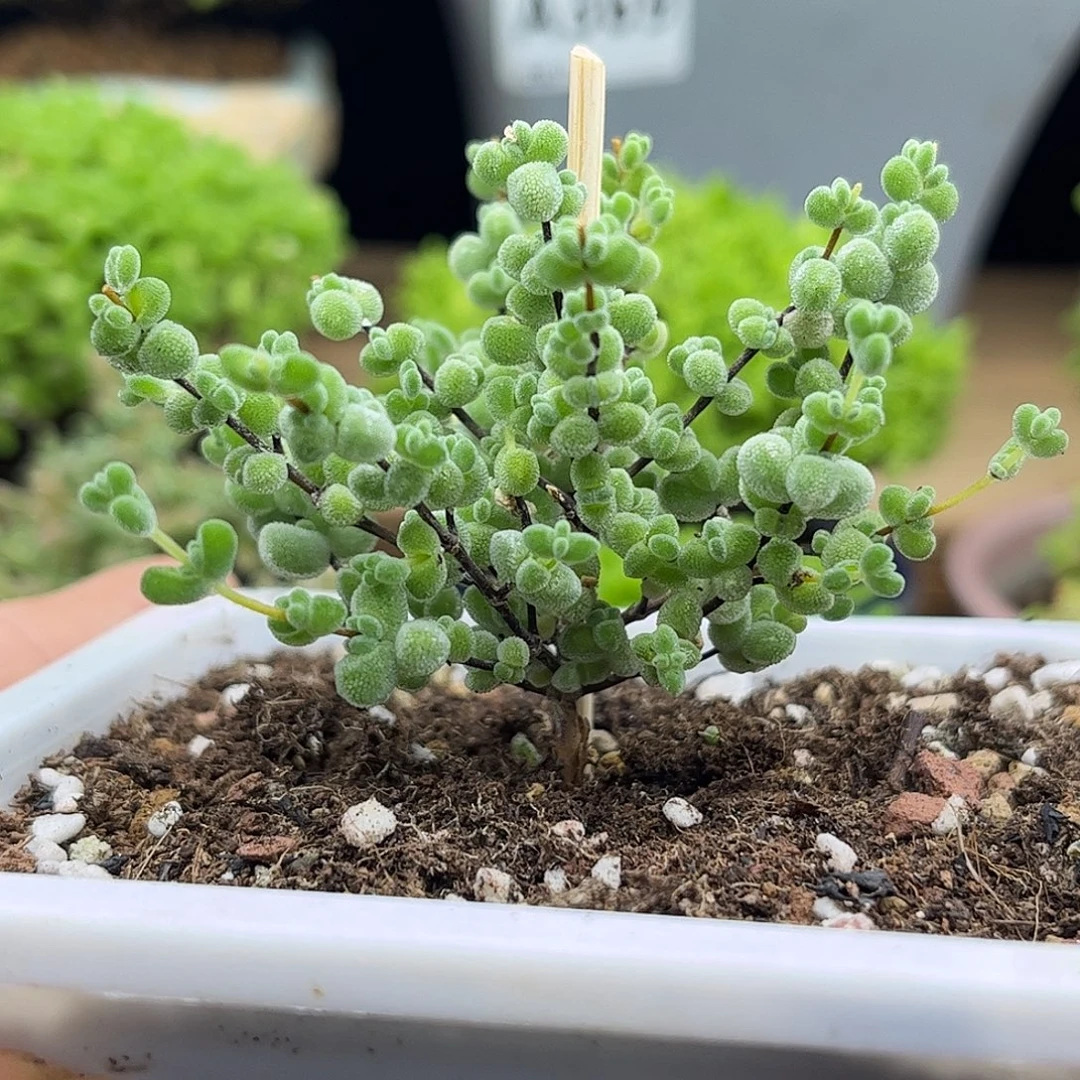 20薄荷实生莱斯优选枝干