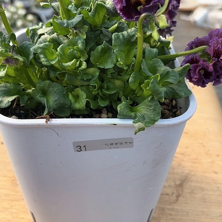 水晶抖音直播闪拍31