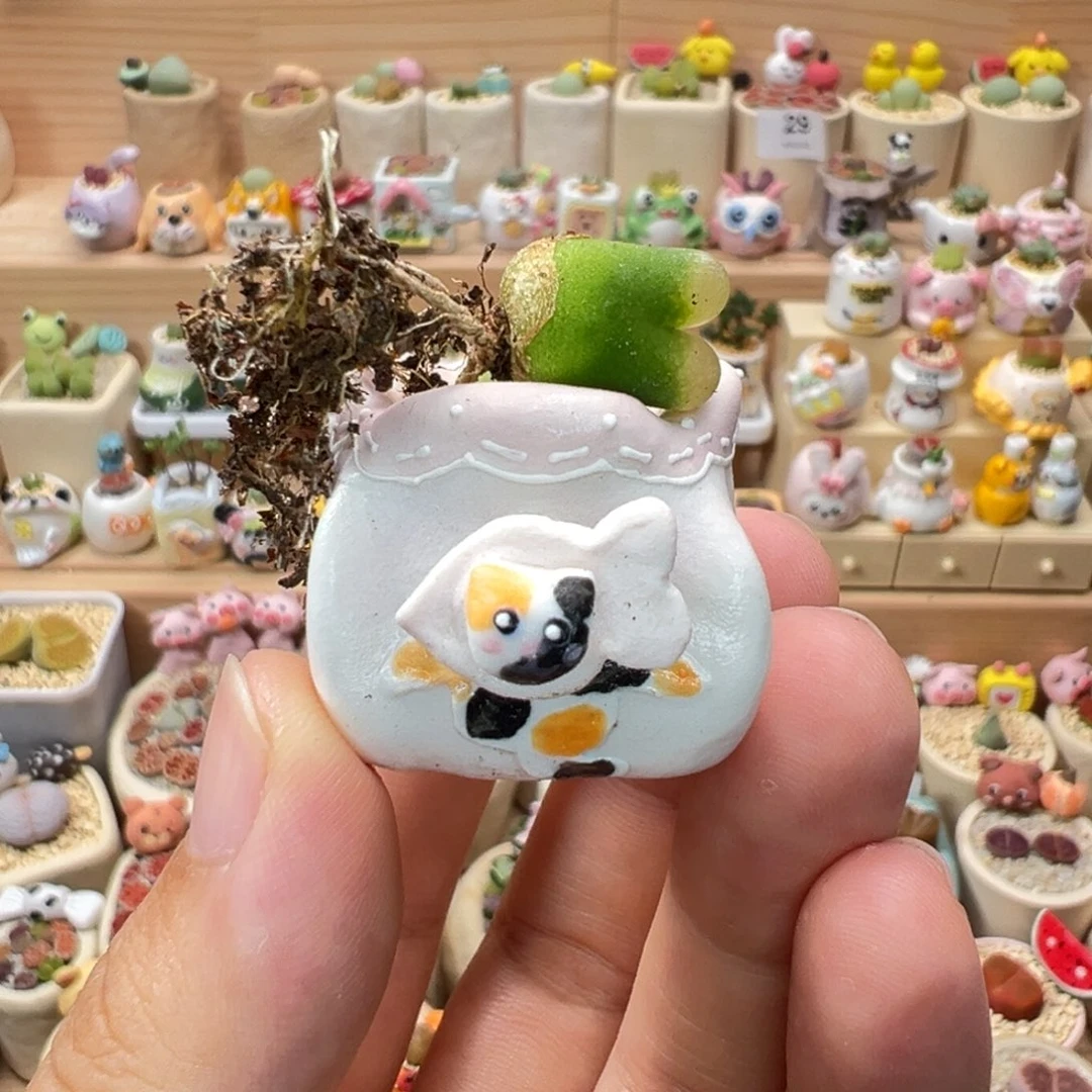 *****多肉植物118号种好