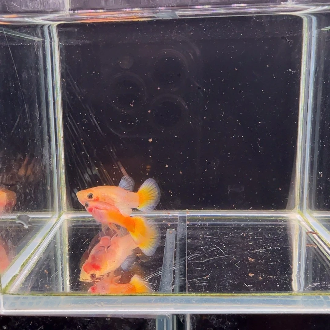 孔雀鱼黄金玻璃猫1对