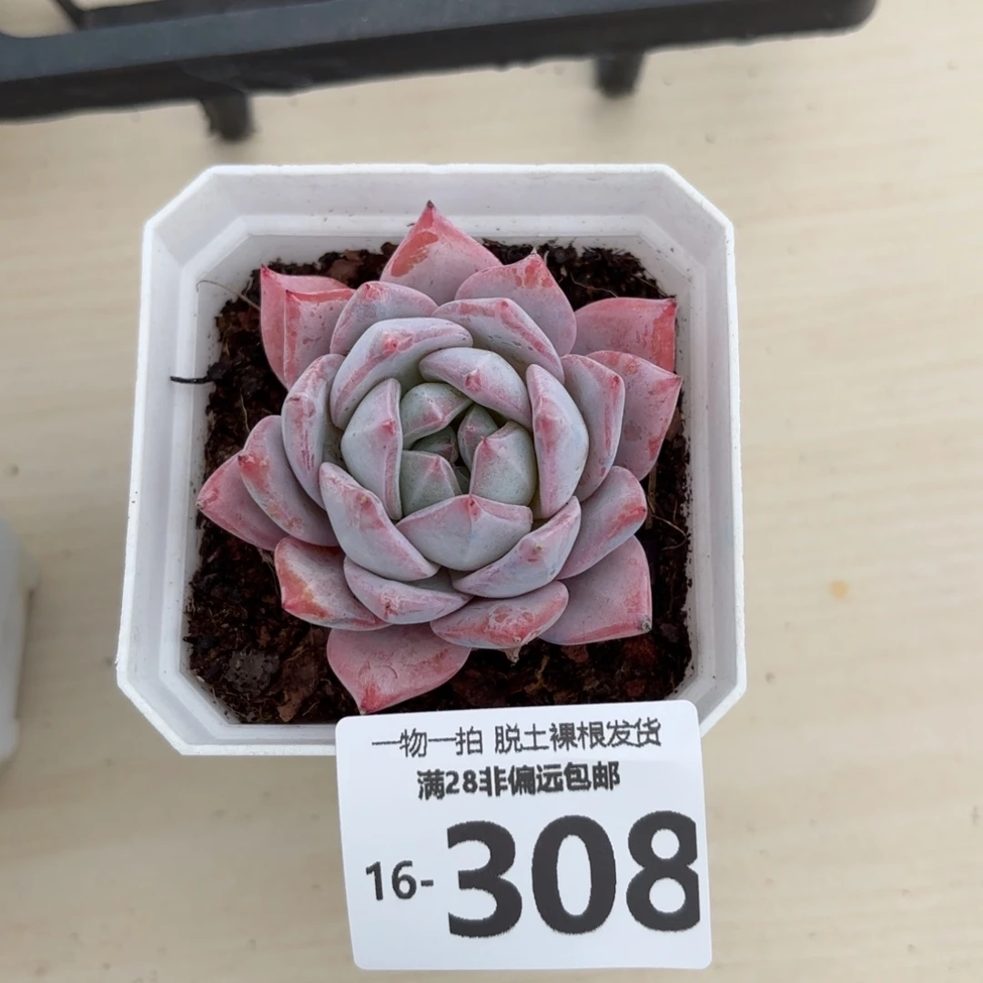 粉蓝鸟单头多肉多肉