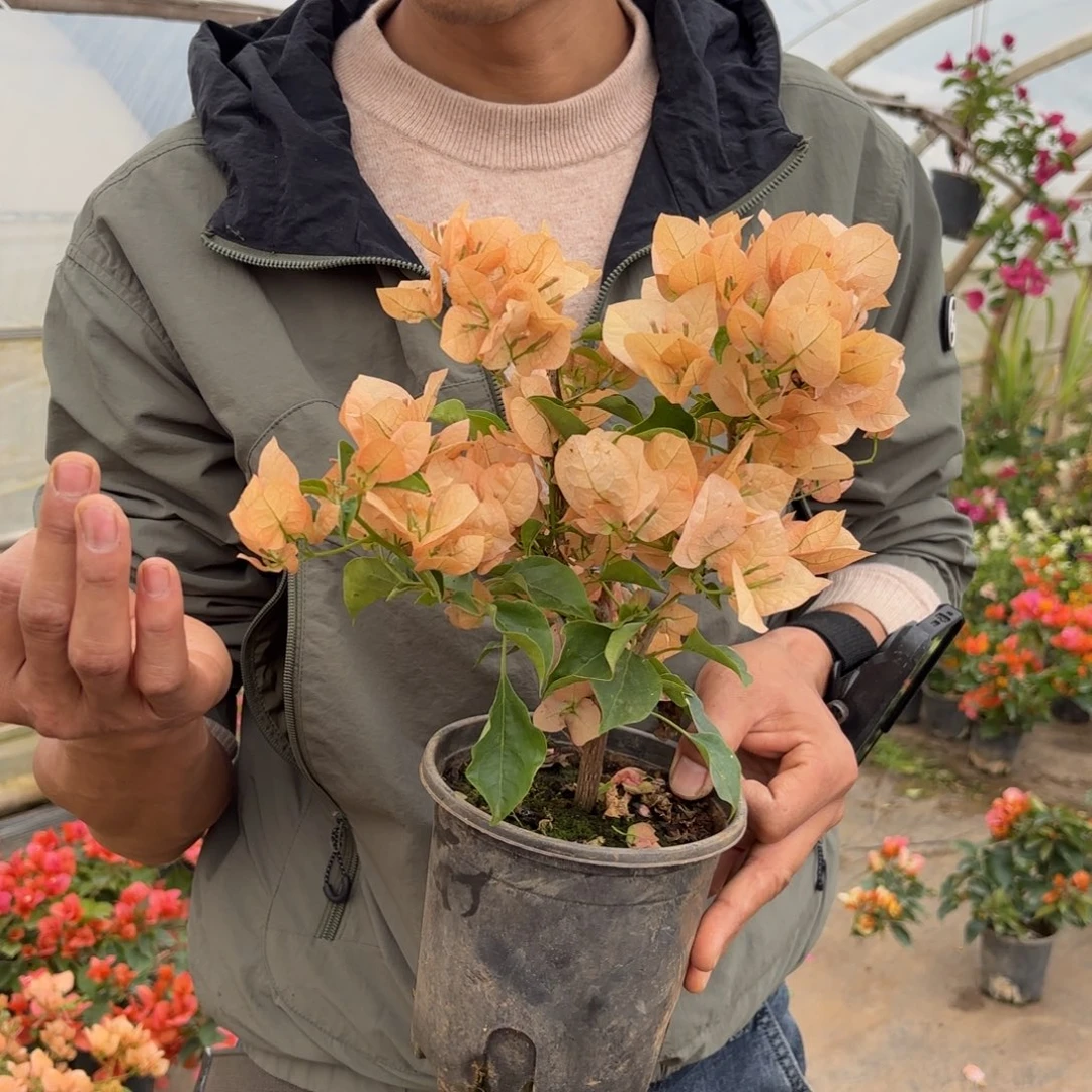 完全开放（蒙茶）三角梅会落花落叶会光杆苗有大有小