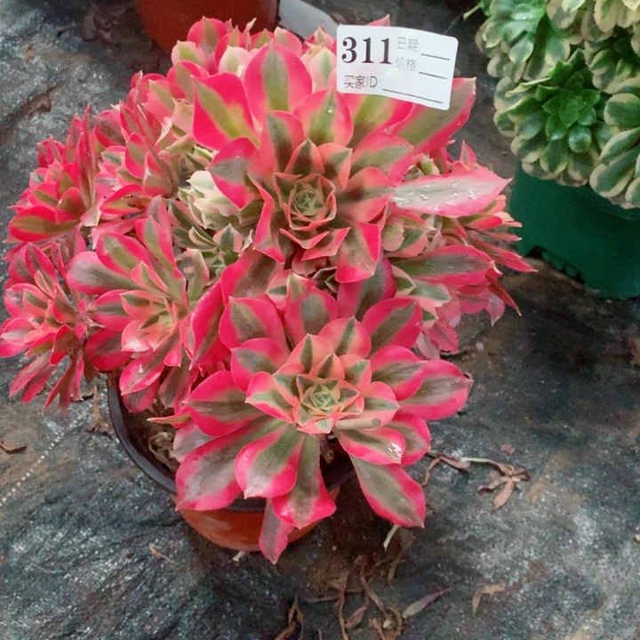 多肉植物 女巫311