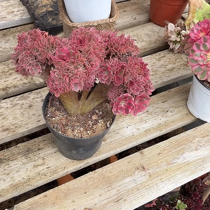 314粉女巫有断枝不大