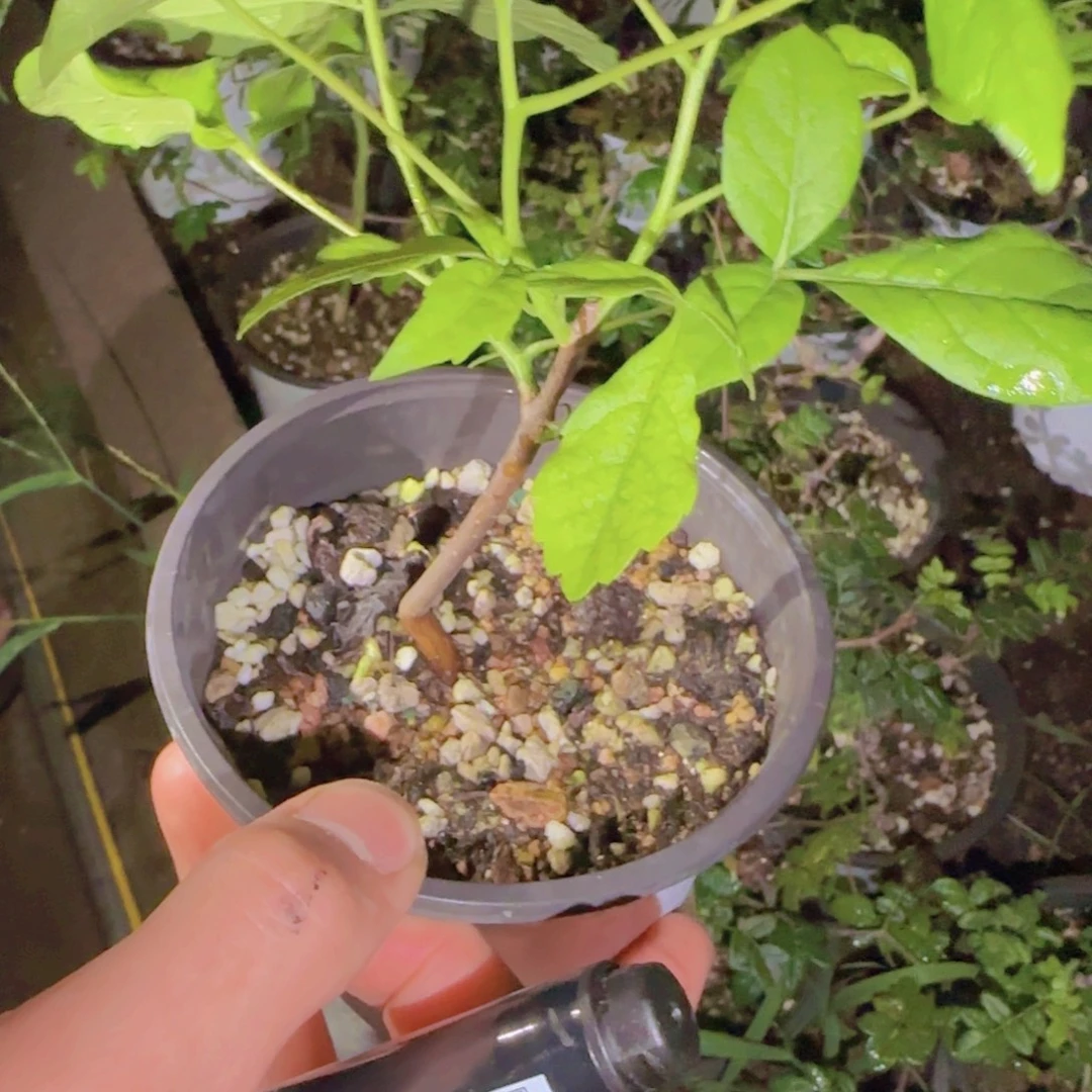 鹅***~块根植物块根植物