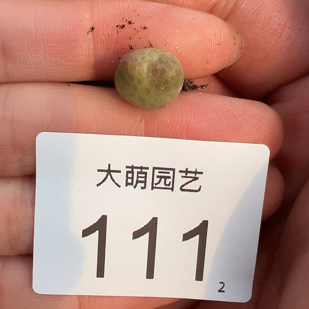 0000111量拍园艺1425.962红头斑马单头1颗