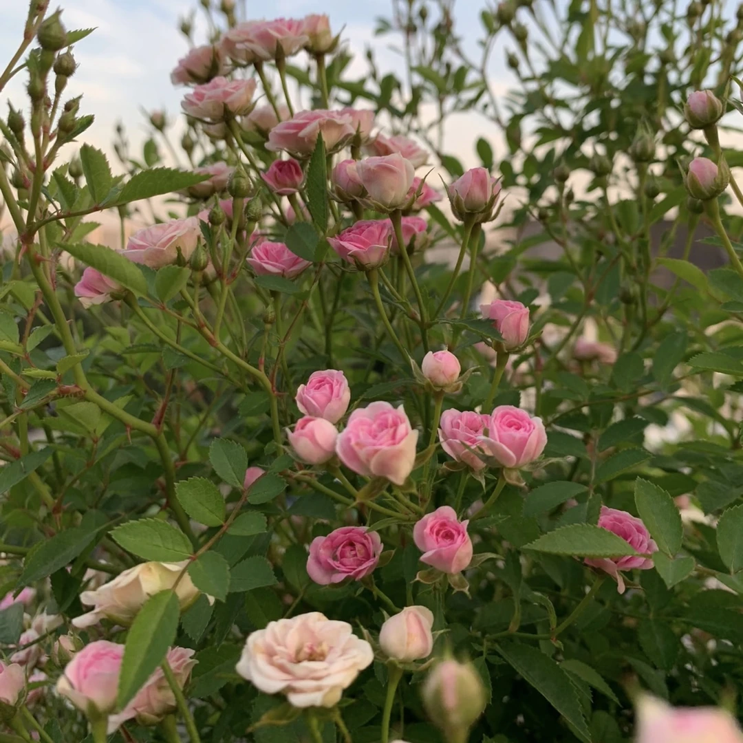超微月季花丛生盆栽花卉庭院耐晒耐寒发货快