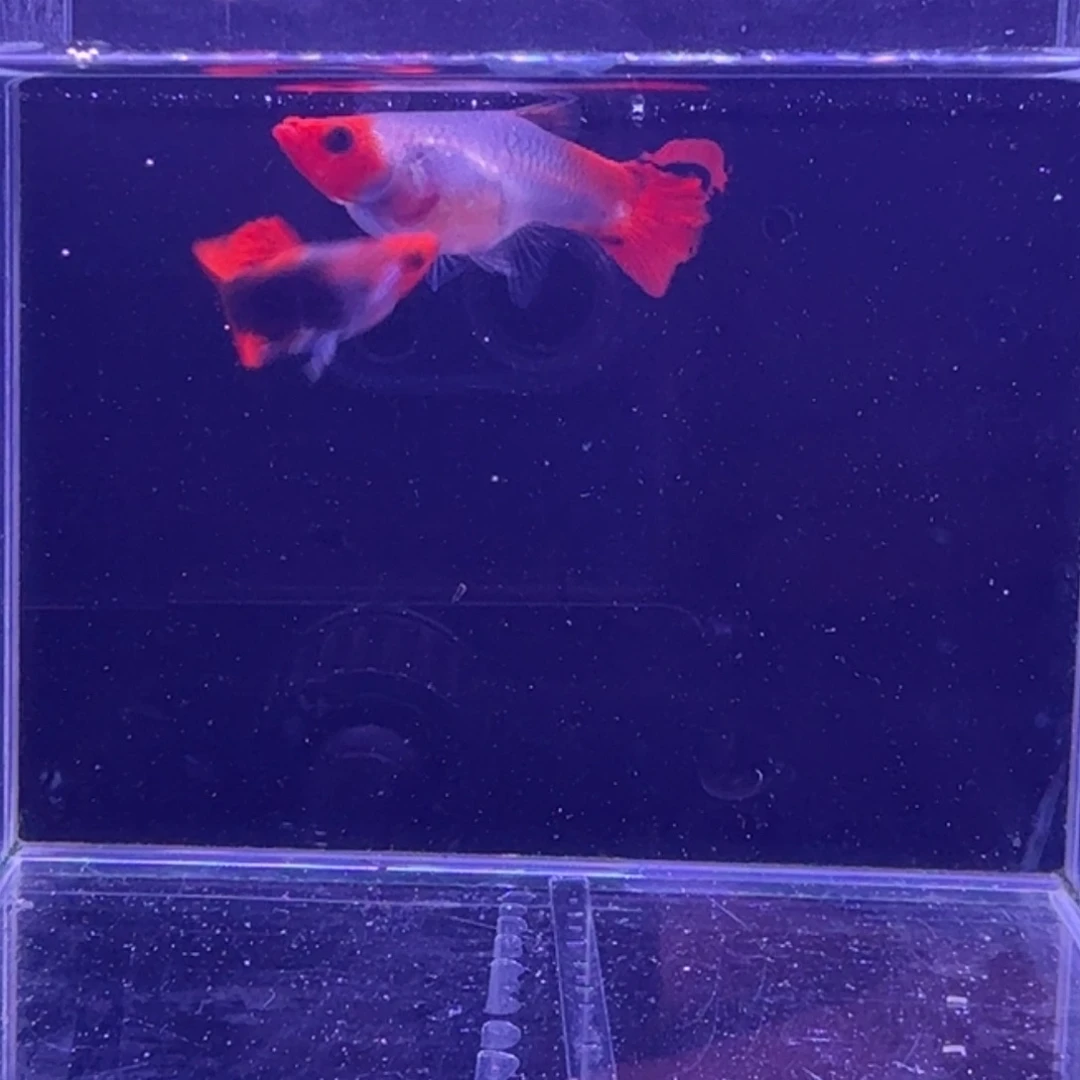 孔雀鱼红头玻璃猫1对