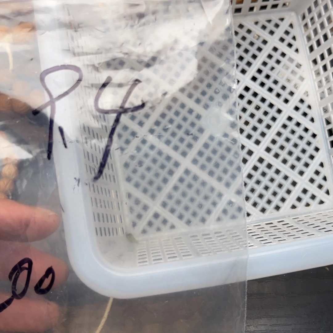 白***天木质类散籽批发100