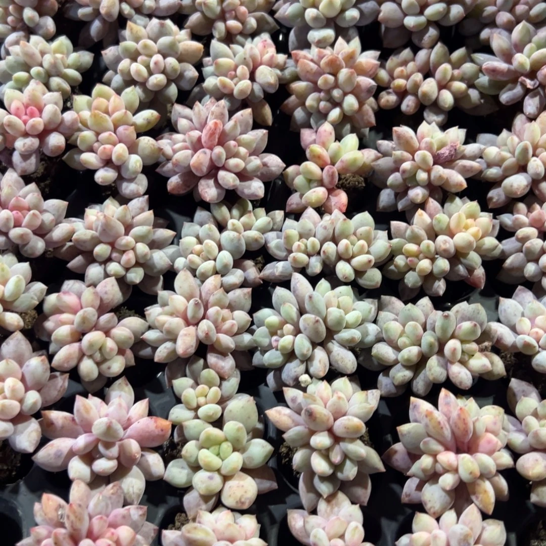 双头精控小半夏美人到手3颗大小3cm 量拍多肉满18包邮