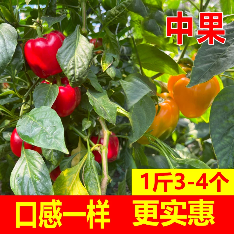 【中果】彩椒脆爽微甜现采现摘寿光生吃不辣水果辣椒太空灯笼椒