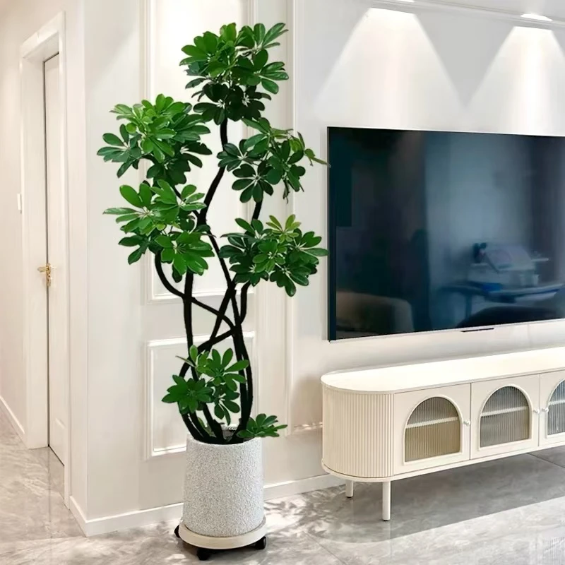 【6头鸭脚木送盆】客厅大盆栽客厅绿植旺宅老桩落地好养真花办公室