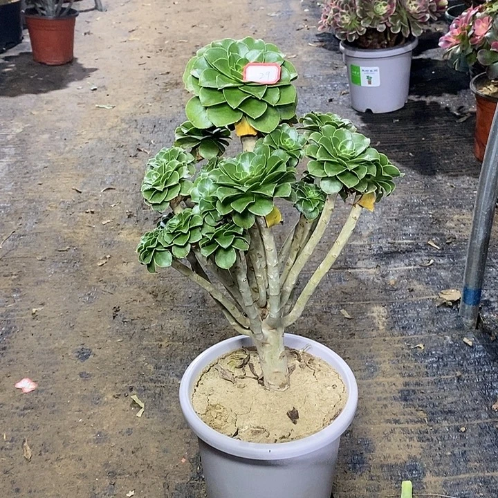 29，绿法师多肉14567889900