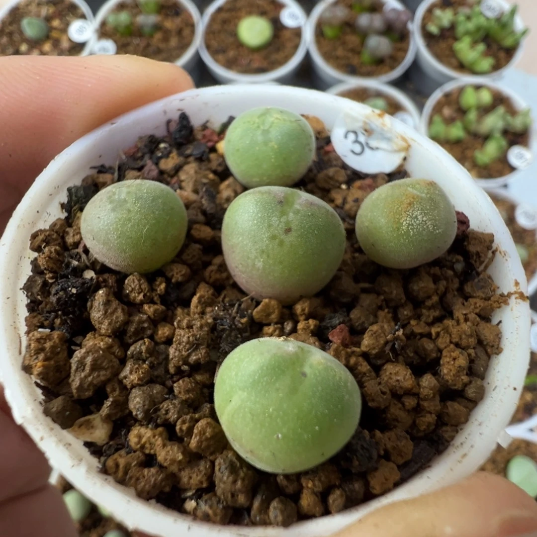 空蝉一颗脱土380000