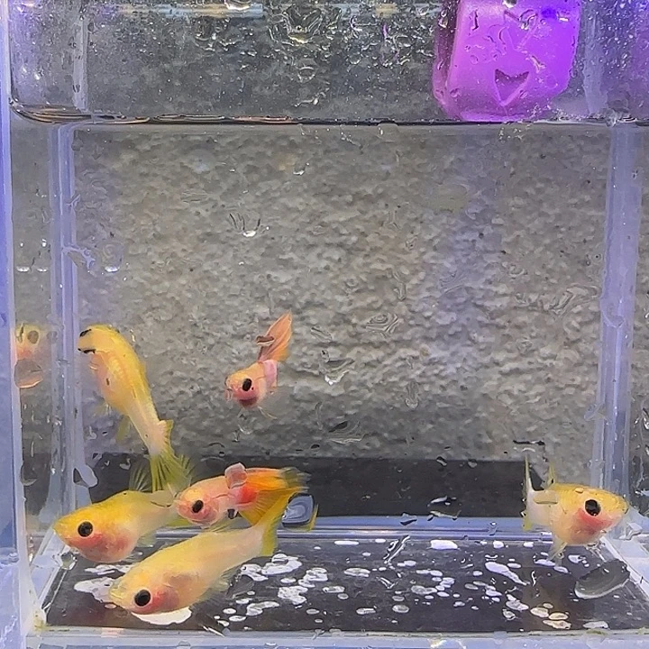 孔雀鱼幻彩老鱼。63号