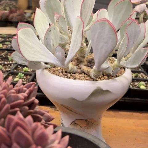 惪***㥲多肉植物的植物的