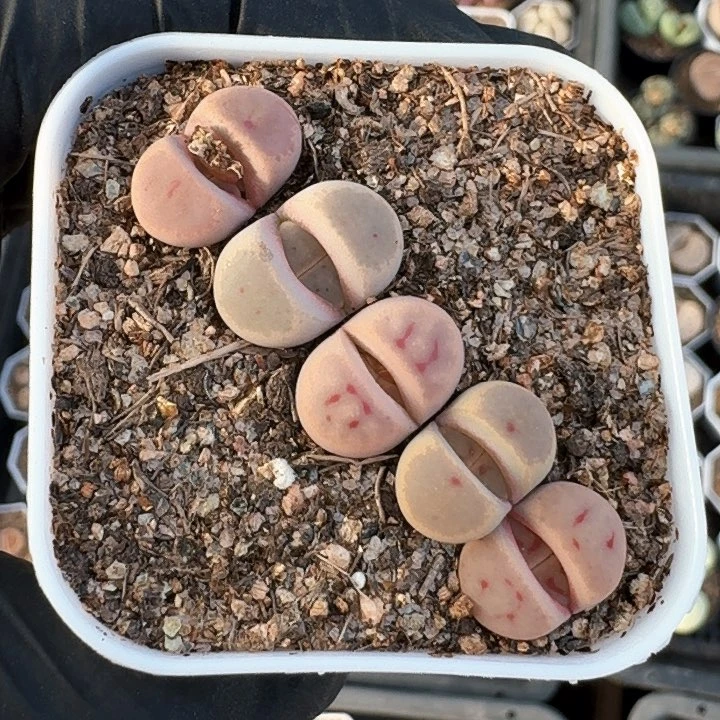 生石花1111。    91