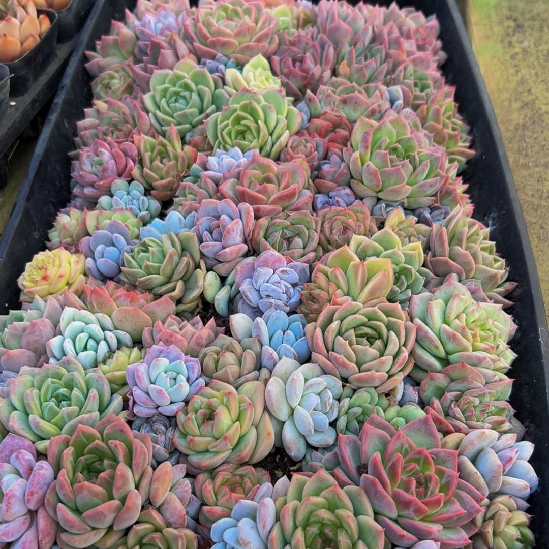 ᯥ***.061多肉葡萄的价格是