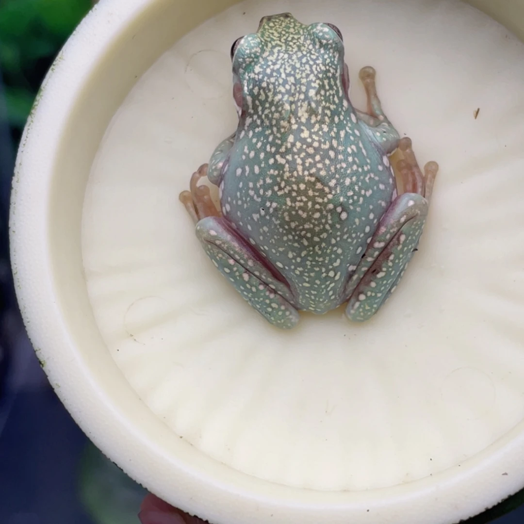 老爷树蛙13号私藏顶级暴雪