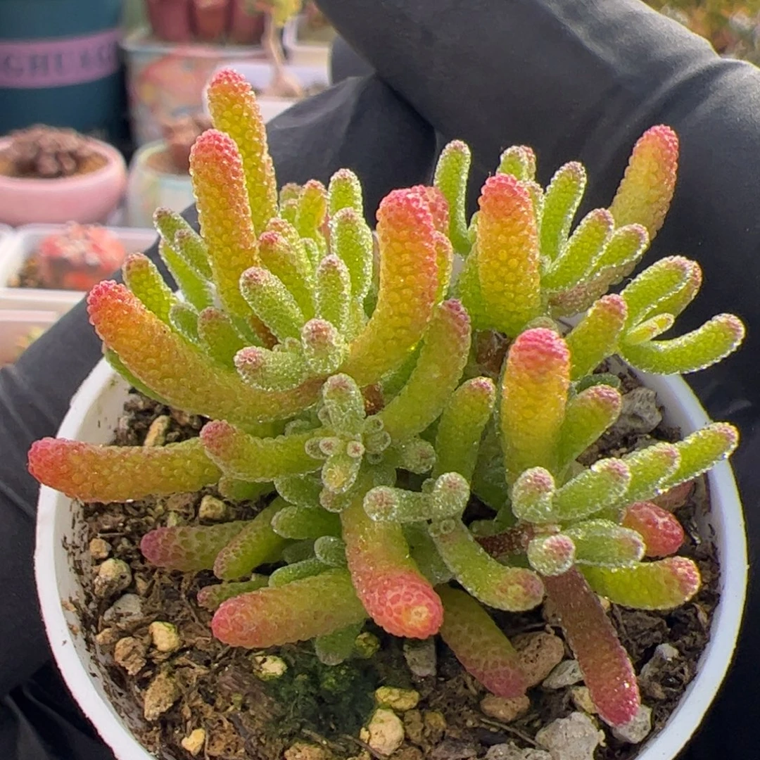 多肉植物枝干米冰