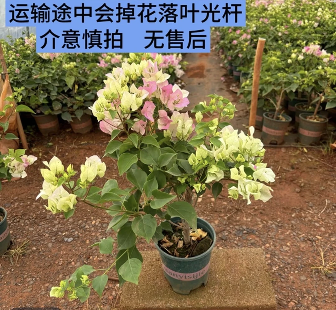 绿樱三角梅原盆原土发货带花苞四季开花阳台庭院易养爬藤花卉