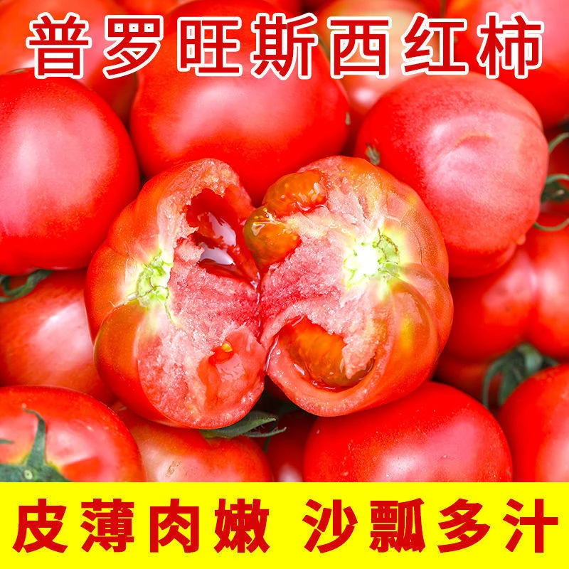 陕西泾阳普罗旺斯水果西红柿沙瓤4.5斤新鲜孕妇水果蔬菜番茄