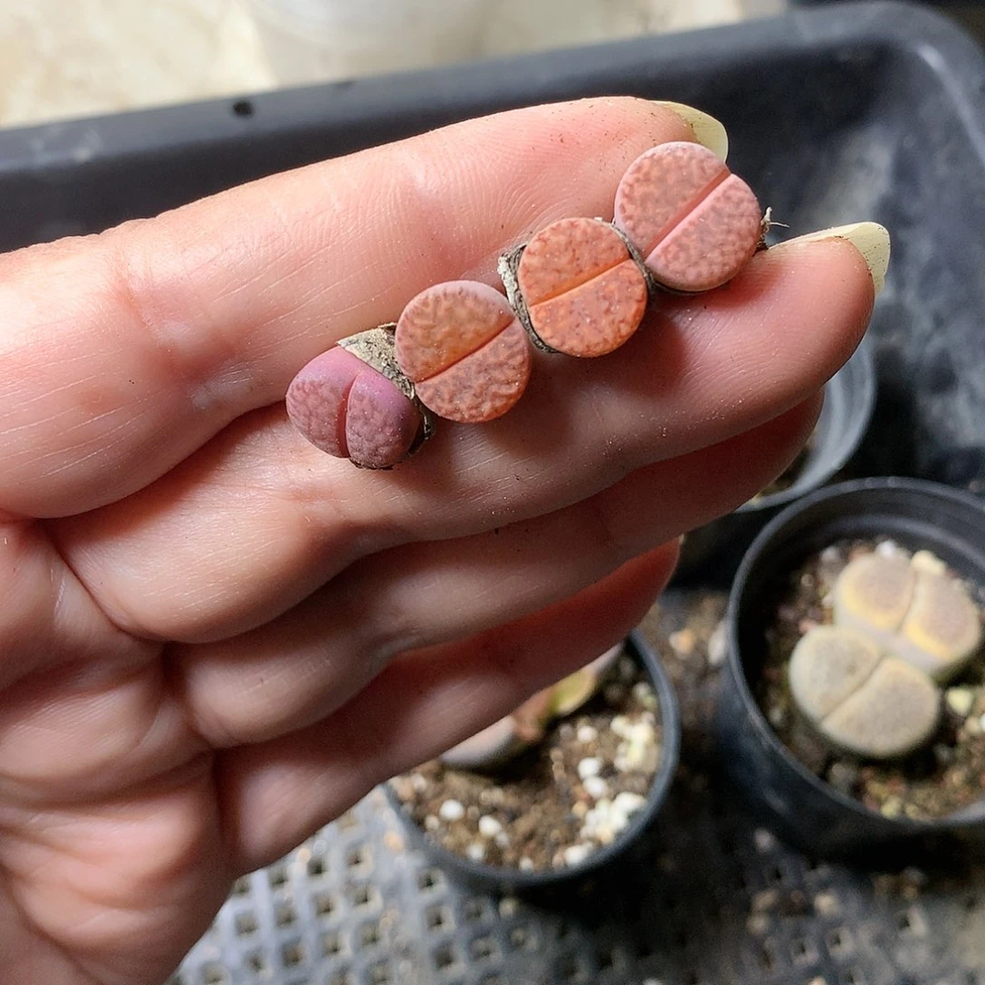 E135多肉植物保护